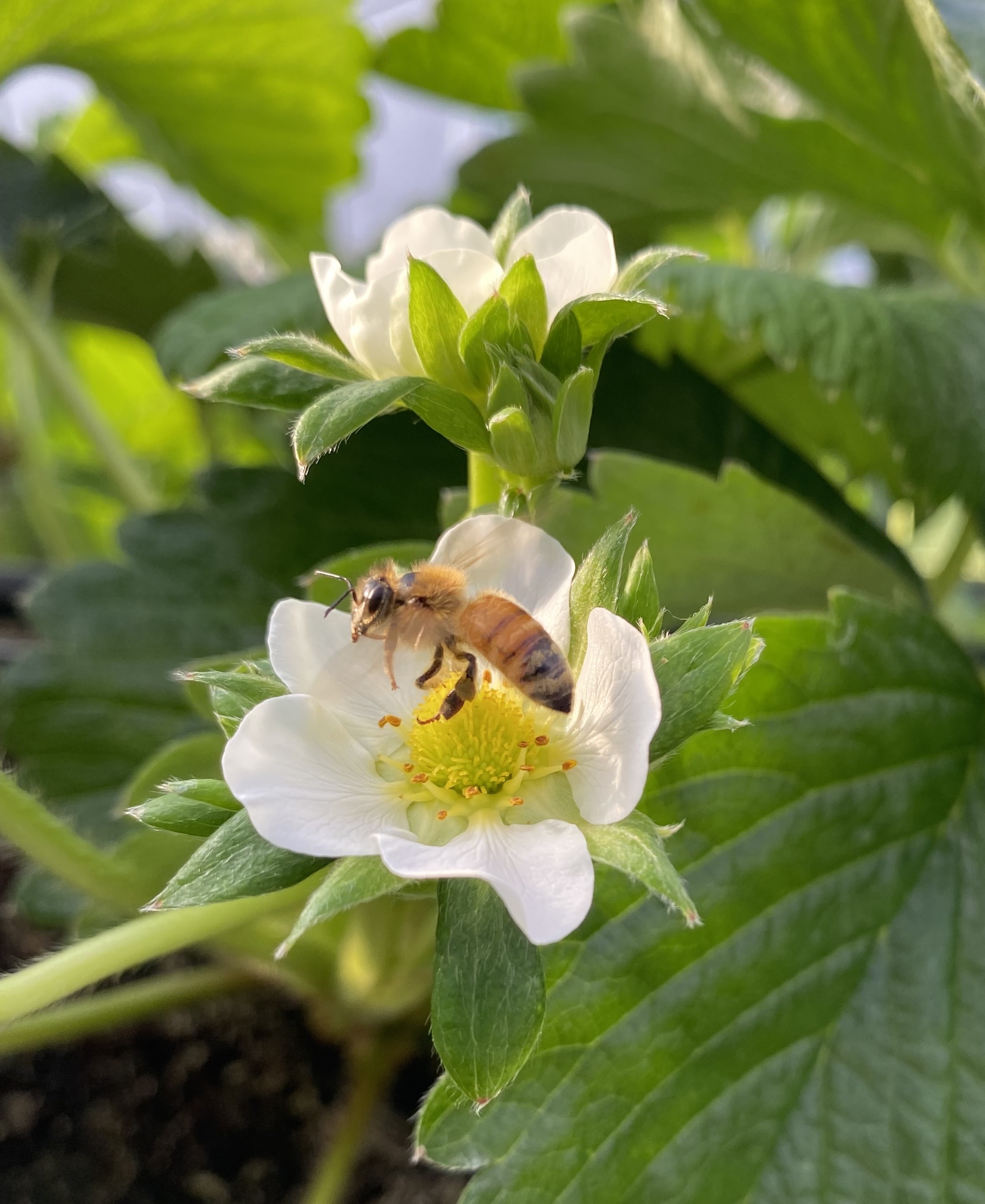 いちごの花とミツバチ