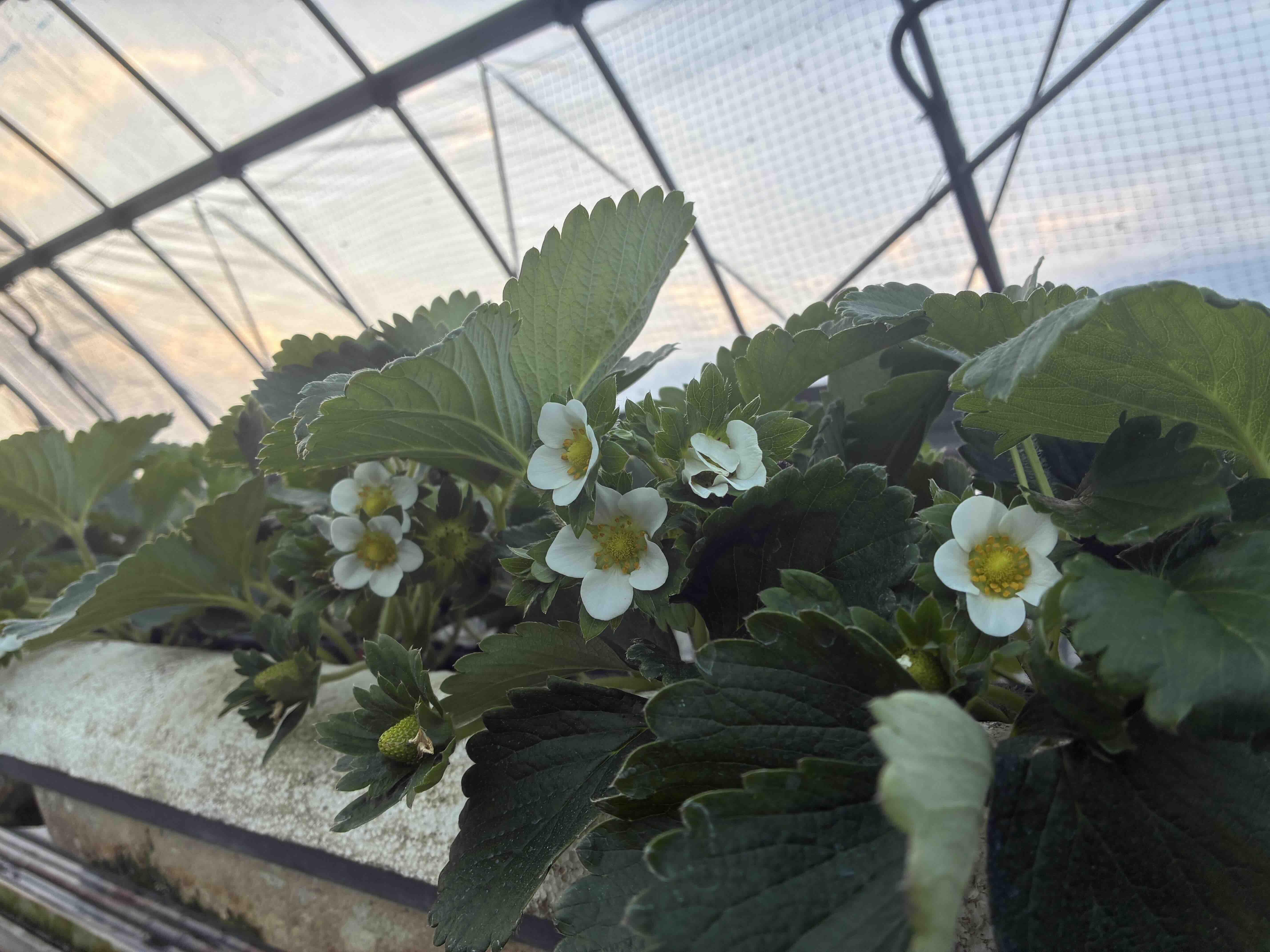 植え替えた収穫前の親苗