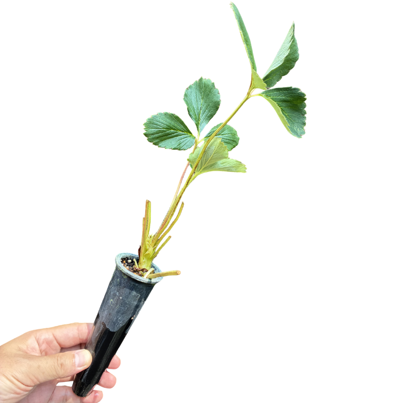 定植苗